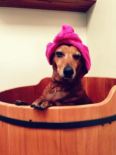 Banho terapêutico para pets em São José do Rio Preto