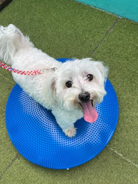 Fisioterapia para cães