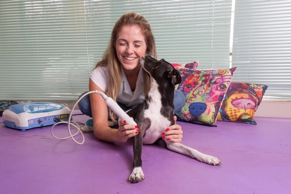 Laserterapia para cães