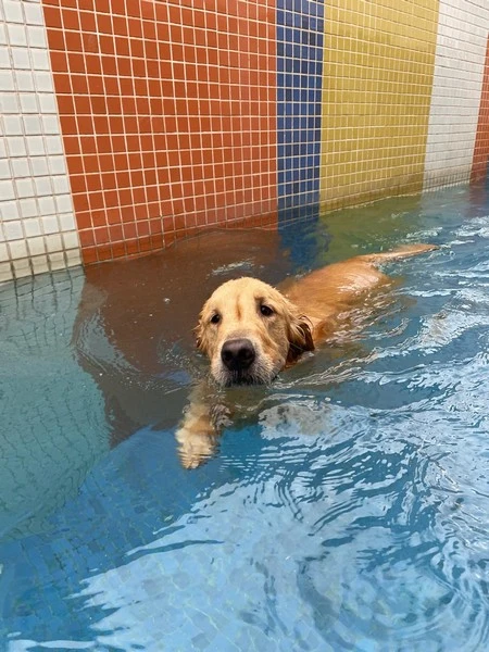 Natação para cachorro em São José do Rio Preto