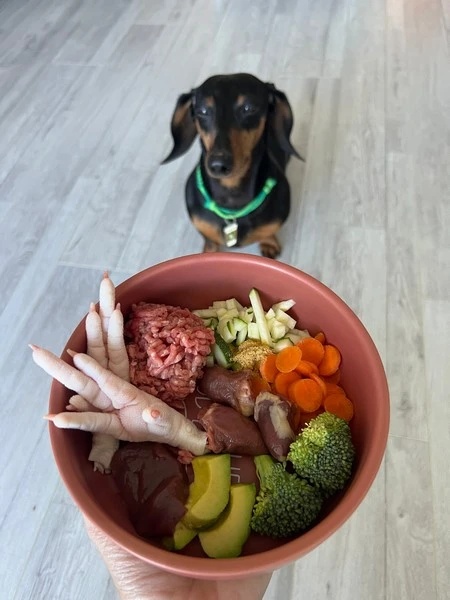 Nutrição de cães idosos