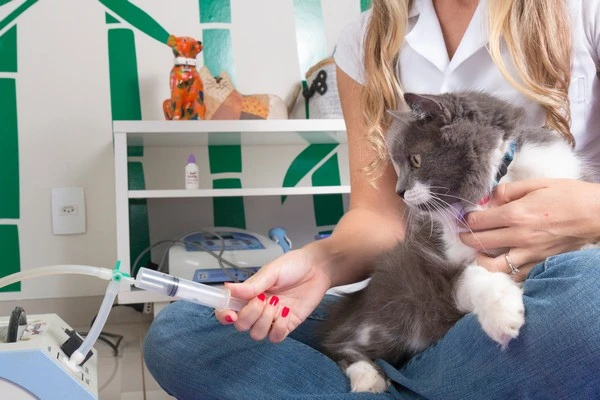 Ozonioterapia em cachorro em São José do Rio Preto